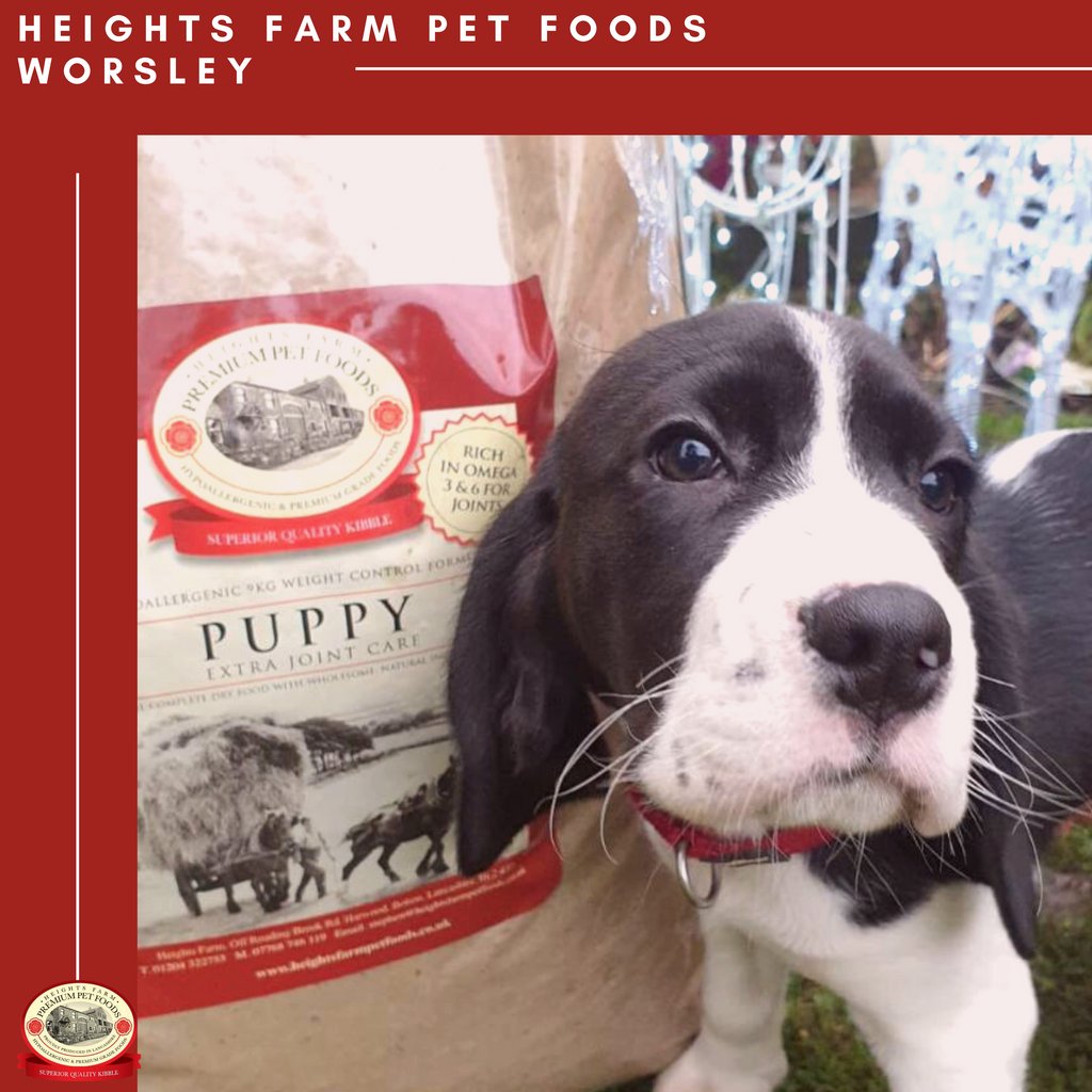 Meet Luna. 
Luna's owner was looking for a change of food and after trying a sample was converted.  Luna loved the food and is now working her way through our 15KG puppy food. 
Want to try a free sample of our food? Get in touch.
heightsfarmpetfoods.co.uk