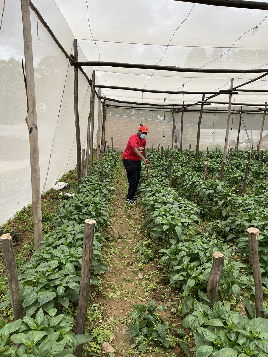 I am glad to say now we have 6 greenhouses with different crops such as red and yellow pepper, tomatoes, baby marrow, onions, cucumbers, watermelons, all rotated in the greenhouses.