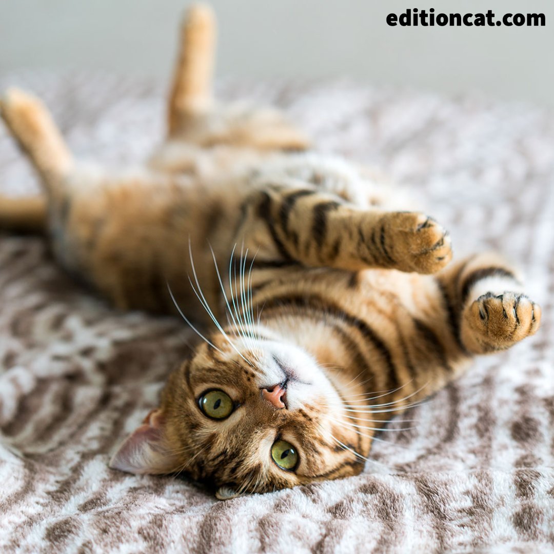 Edition Cat Magazine tweet media