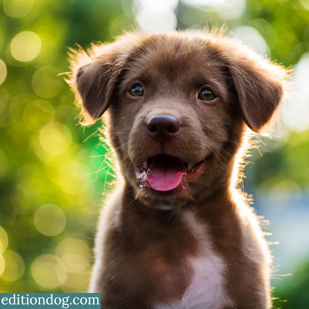 "Our perfect companions never have fewer than four feet"

Hope everybody is enjoying Sunday with their perfect companions! #LazySunday #SundayFunday #DogsOfTwitter

editiondog.com