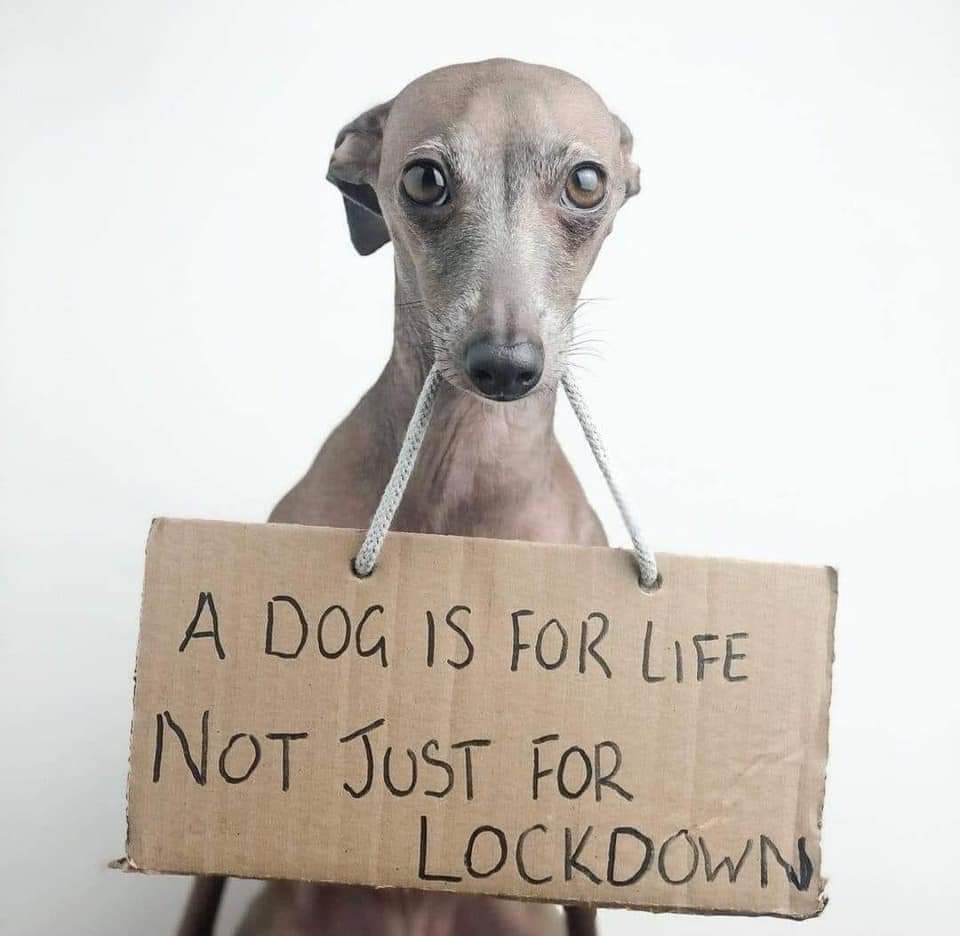 Protect_Wldlife's tweet photo. #SundayThoughts 

Please remember this before adopting during lockdown....🐾.

@MiriMission 💕 https://t.co/RbrPlGqGgj
