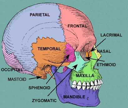 wcmsrh's tweet photo. The #cranium (#skull) is the skeletal structure of the head that supports the face and protects the brain. It is subdivided into the #FacialBones and the brain. https://t.co/DTgt1NT7SM
