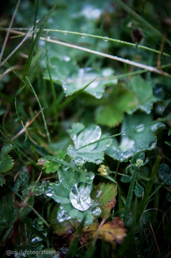 rm_fotograf's tweet photo. Un diamant en la fulla 💧💎 #Nature #naturelovers
#naturelover #natureza #natureart #naturephoto #naturewalk #nature_brilliance #nature_shooters #landscape #macrophotography #macrophoto #macroshot #macro_shots #macroshots #macro_shot #rain #rainyday #rainforest #drop https://t.co/8jvHl1dZUo