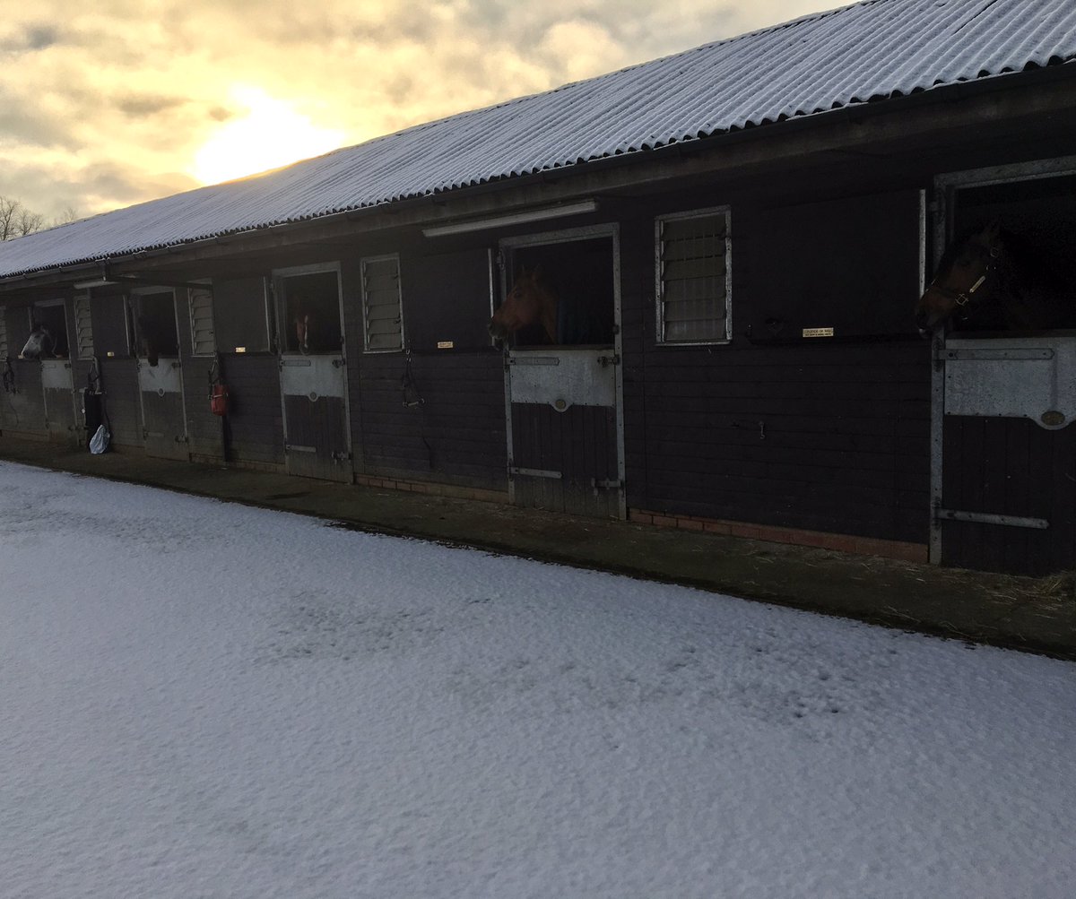 LMStallionsLTD's tweet photo. A snowy morning @MarchHareStud it may be cold but even that canโt cool the good looks on these guys ๐๐ฅ๐ฅ#bringingtheheat #legendsofwar #southernhills @MasterCarpente3 #diplomat #tiptwowin #yoursuccessstartswithus https://t.co/R8NsGGk5fC