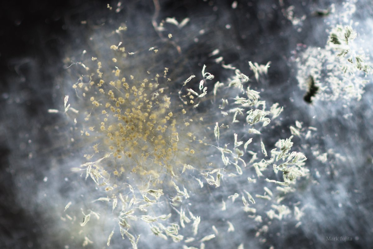 Mark Fujita お蔵入りカビ写真シリーズ カビ宇宙 写真 カビ写真 カビ 菌類 菌類写真 真菌類 Moldphotos Mold 写真で伝えたい私の世界 ファインダー越しの私の世界