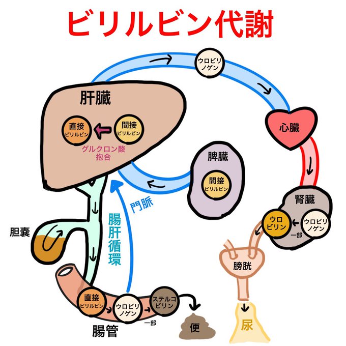 ゴロ 解剖生理イラストさん のツイート ま の検索結果 3 Whotwi グラフィカルtwitter分析