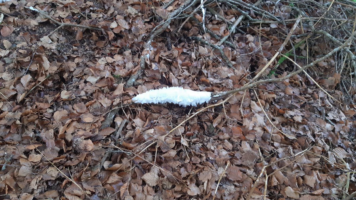 courtagm's tweet photo. @BBCScotlandNews Found some in our woods in Argyll. https://t.co/7kHugZ2nmA