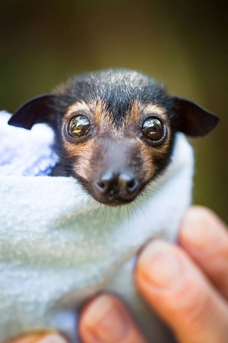mfosterwriter's tweet photo. @itsstephtoms Flying foxes - those huge bats in Australia.  Their little faces are so darned cute! Like puppies with wings :Dxxx https://t.co/Vq8taeoFgt