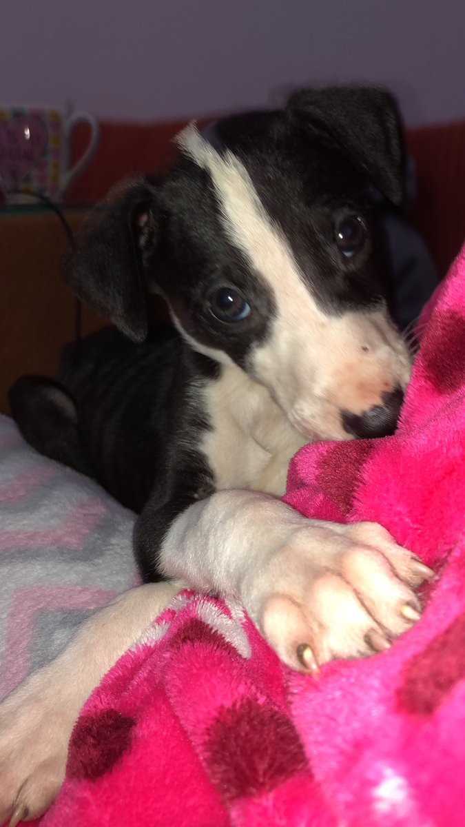 luciasaanchez11's tweet photo. Este es kiwi, un cachorrito de 1 mes y medio. 
Necesita dueño cuanto antes, ya que nosotras sólo nos lo podemos quedar temporalmente. 
Cualquier cosa MD!!! Estamos en Granada capital 😊😊
Sino podéis también nos ayudaríais mucho si difundís a este bebé. ❤️❤️ https://t.co/CBOofnzXtd