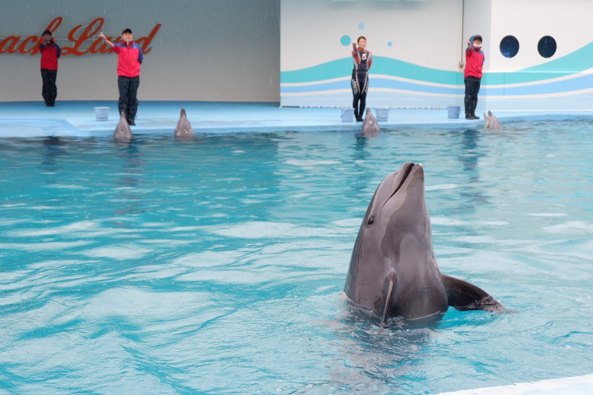 水族マン ビーサポ 二日目にも行きました ティアラを乗せた所を撮りたくて最前列へ 雨は昨日より弱かったのが幸いでした 昨夜はあまり寝なかったので体力切れとなり2時に退園し帰宅後は昼寝しました 南知多ビーチランド 水族館