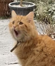 rrralice tweet picture
