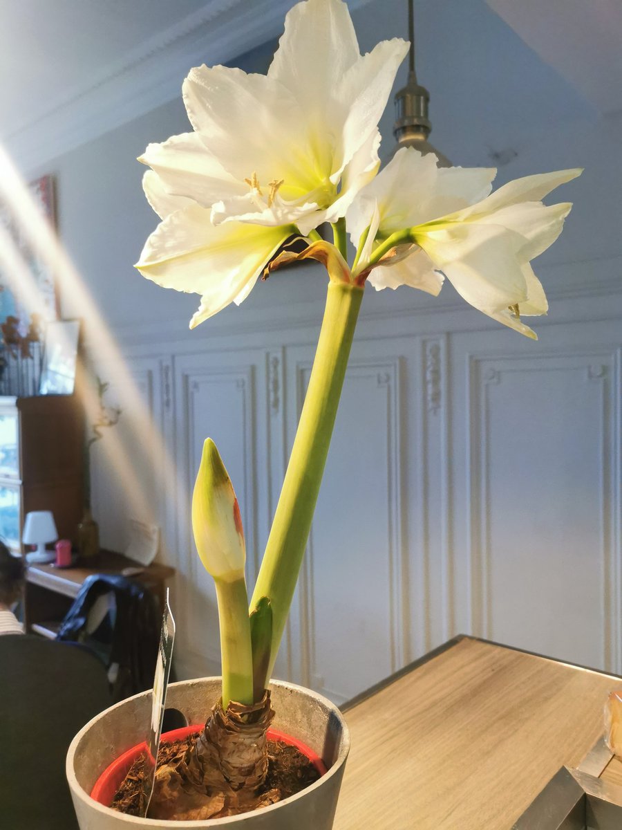 マジックアマリリス