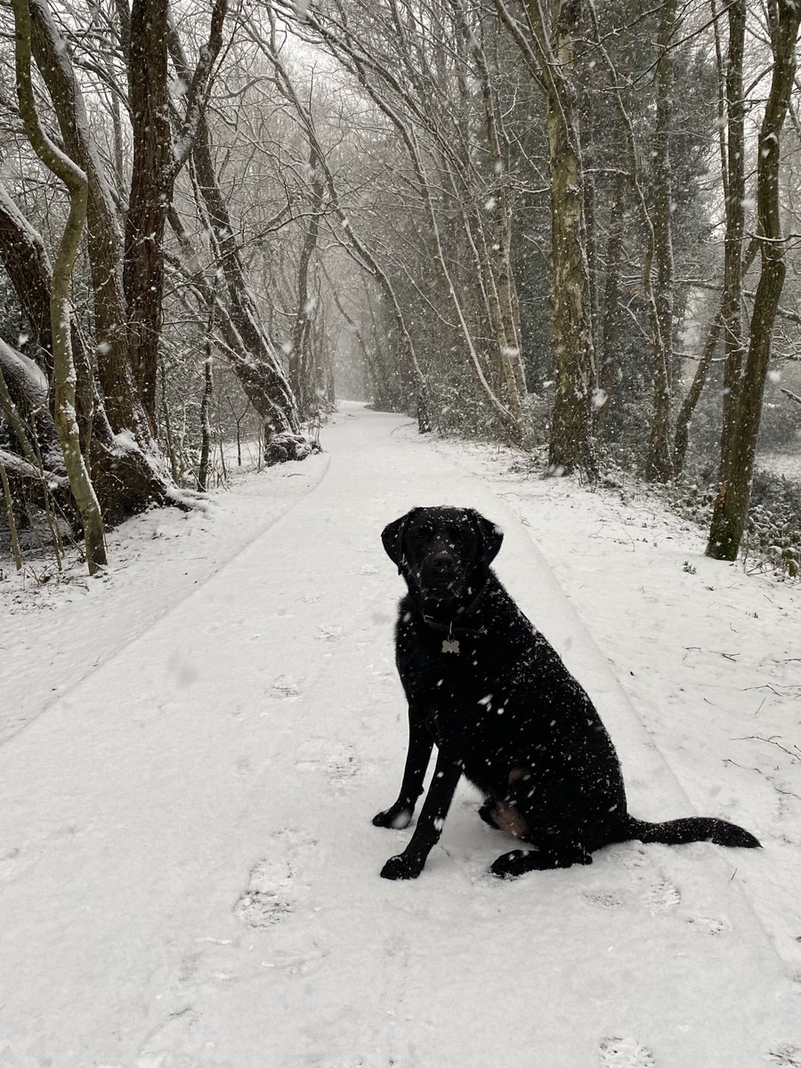 Snowy morning walk