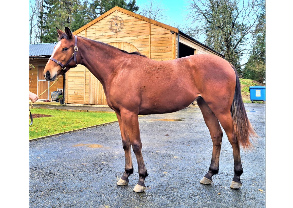 RaceHorseTrader's tweet photo. Lot 1: 2019 Filly by Mukhadram ex Alaykha
Attractive two-year-old filly by Mukhadram out of Sinndar mare from tremendous Aga Khan family!
Current asking bid of just £950! #getyourbidsin
Auction closes on Tuesday.
https://t.co/8oqbfzA3eP https://t.co/C9XwWvICox