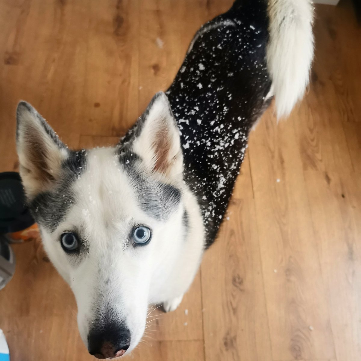 Hannah Liversidge tweet media