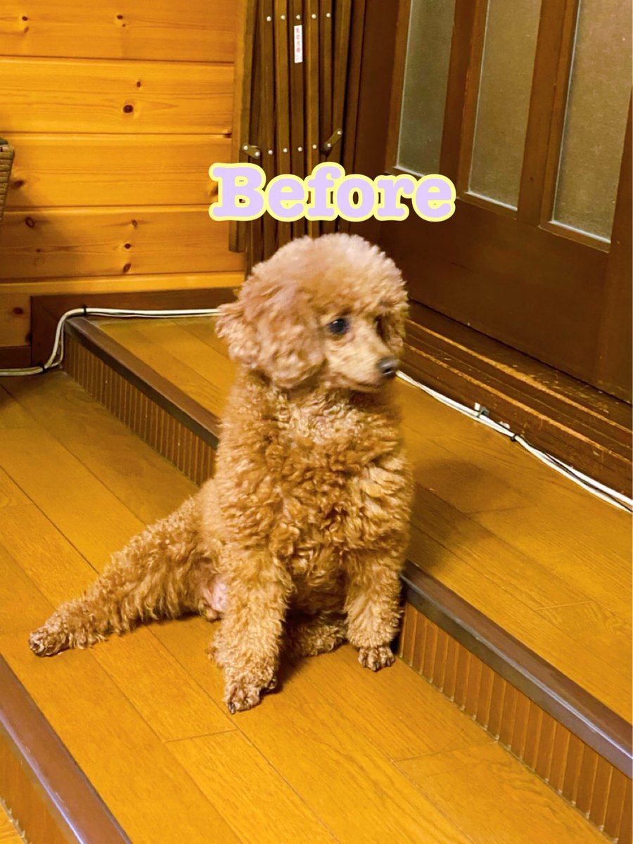 エリザベスプードル Before After エルちゃん毛伸ばし中 本日はシャンプーのみ ミニチュア プードル プードル 子犬 犬のいる暮らし 犬好きな人と繋がりたい トイプードル エリザベスプードル Before After エルちゃん毛伸ばし中 本日はシャンプーのみ ミニチュア プードル プードル 子犬 犬のいる暮らし 犬好きな人と繋がりたい トイプードル