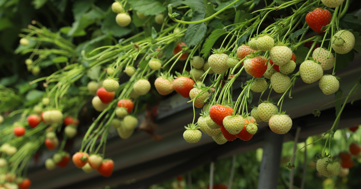 sadowniczy's tweet image. Aktualnie zbierane są małe ilości #truskawek, ale z tygodnia na tydzień ich tonaż się zwiększa. Eksporter uważa, że wraz ze zbliżającymi się walentynkami #popyt na #truskawki znaczeni wzrośnie ⤵️⤵️⤵️

sadownictwo.com.pl/sezon-truskawk…