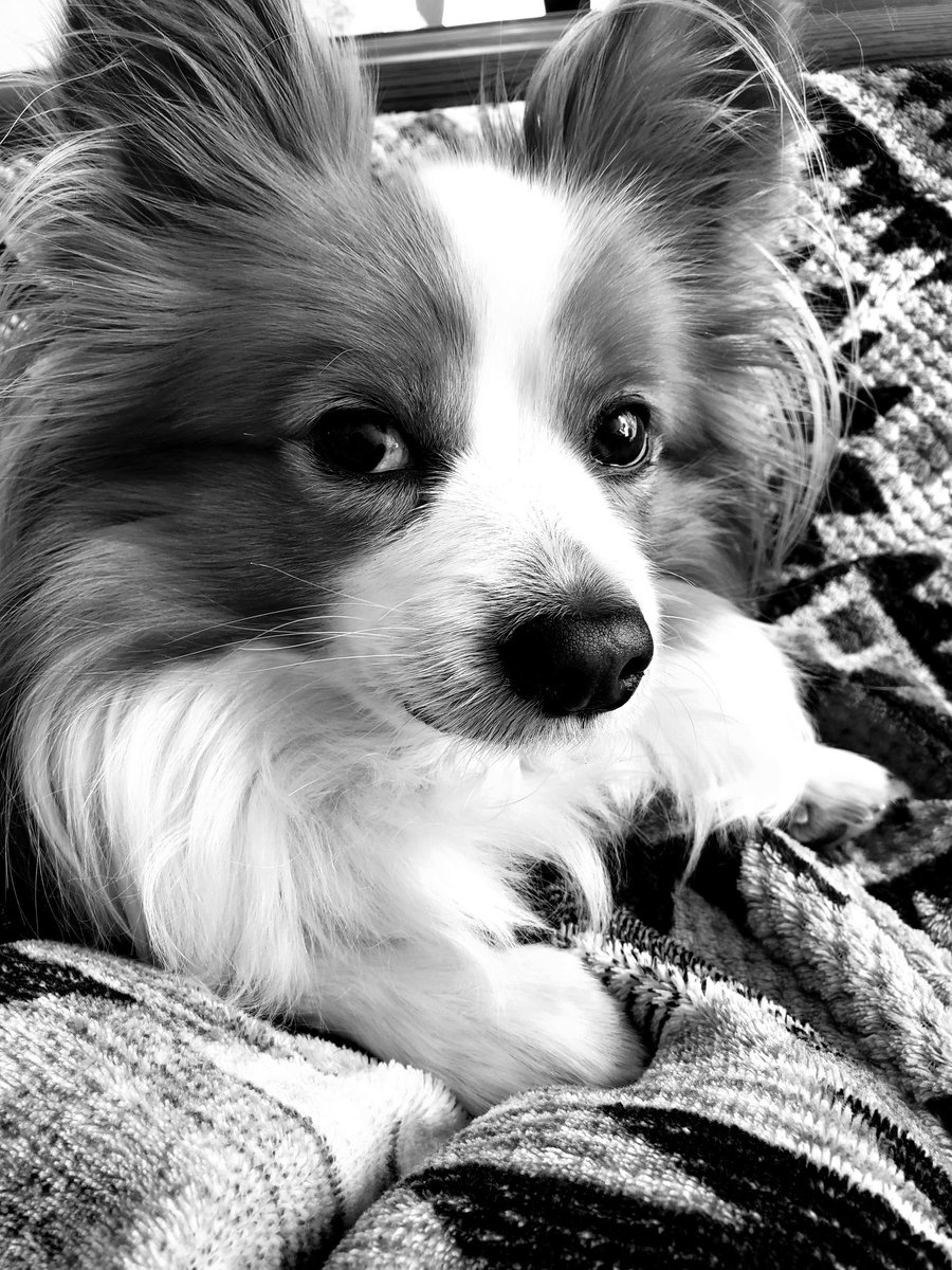 カフェモカ かっこよさの他にも可愛さも パピヨン 白黒にするとかっこいいって聞いた