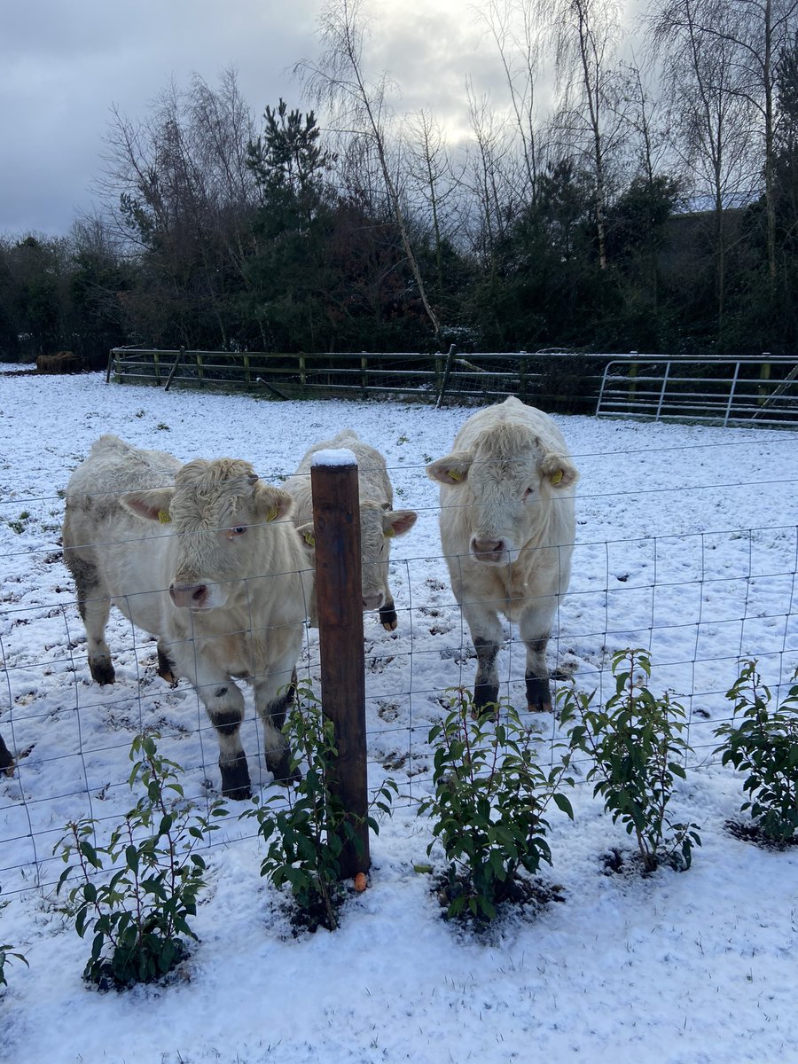 William Minchin tweet media