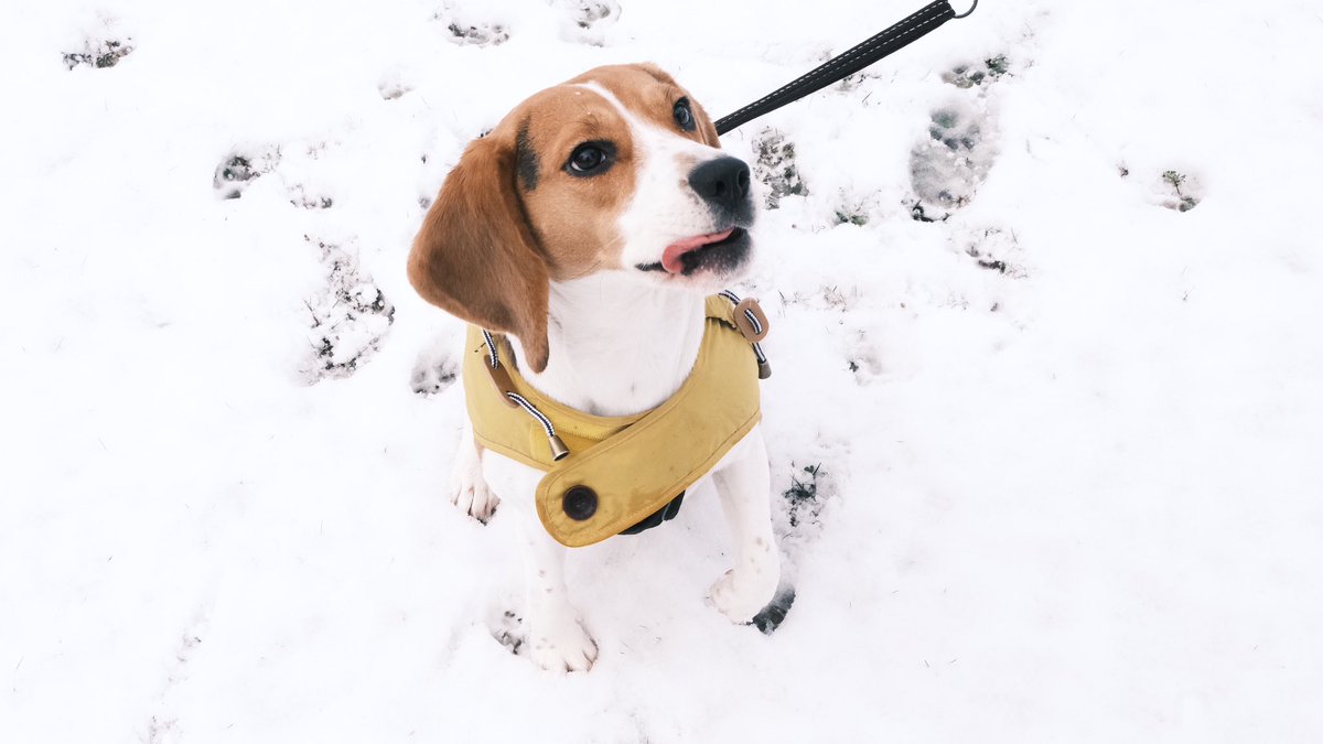 EmmaHiley2's tweet photo. Snow day with Rey! βοΈ
#beagle #beaglesoftwitter #dog #dogsoftwitter #snow #doginthesnow #snowday #dogwalks #joulesdog @joules https://t.co/lAHdnZ6BGD