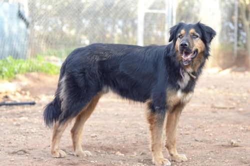 ETierhilfe's tweet photo. 💖Doggy💖#adoptme
Profil: https://t.co/KtHEtKlWwo
#dogsoftwitter #dogs #dogsneedhome #dogsofspain #AdoptDontShop https://t.co/7b7285Ijp6