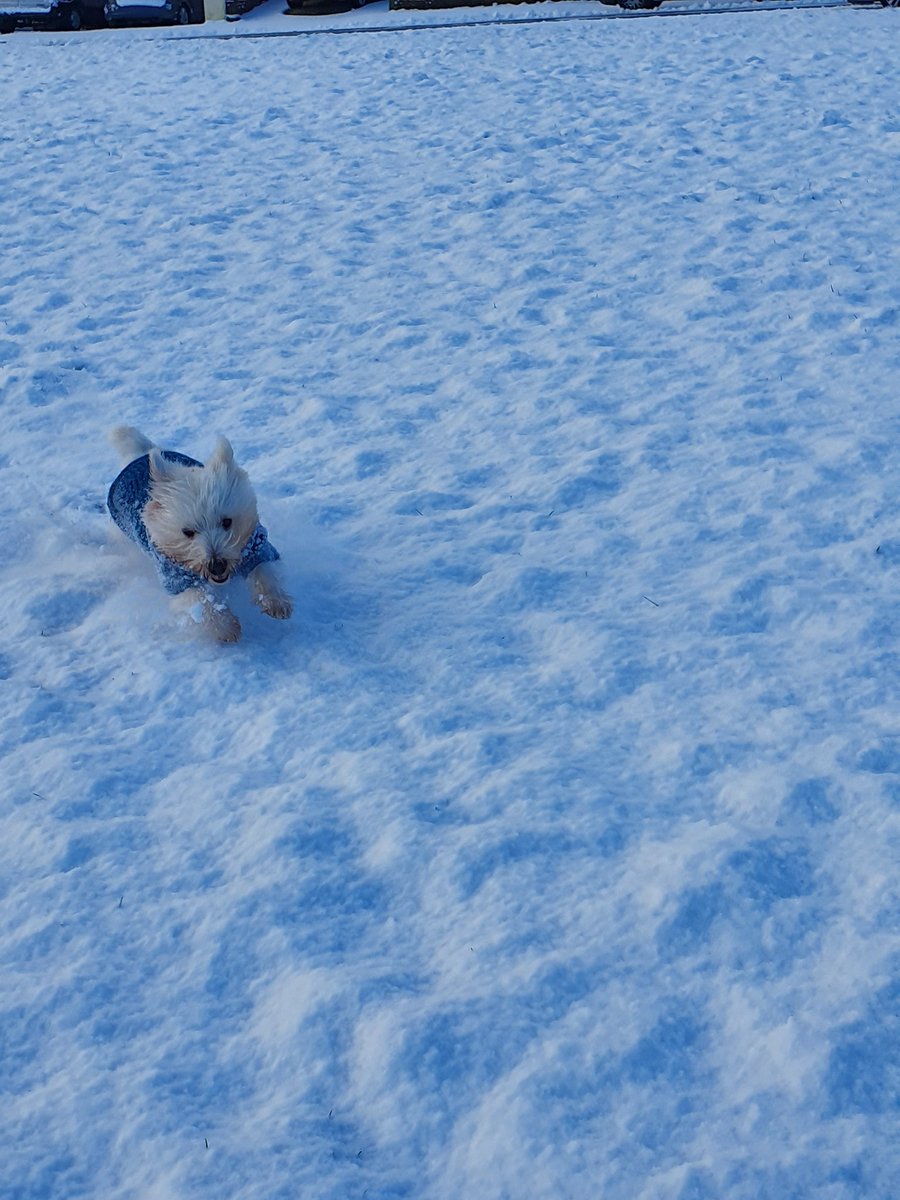 helensmalley10's tweet photo. Monty just loves thd snow... https://t.co/moQPoBbaBT