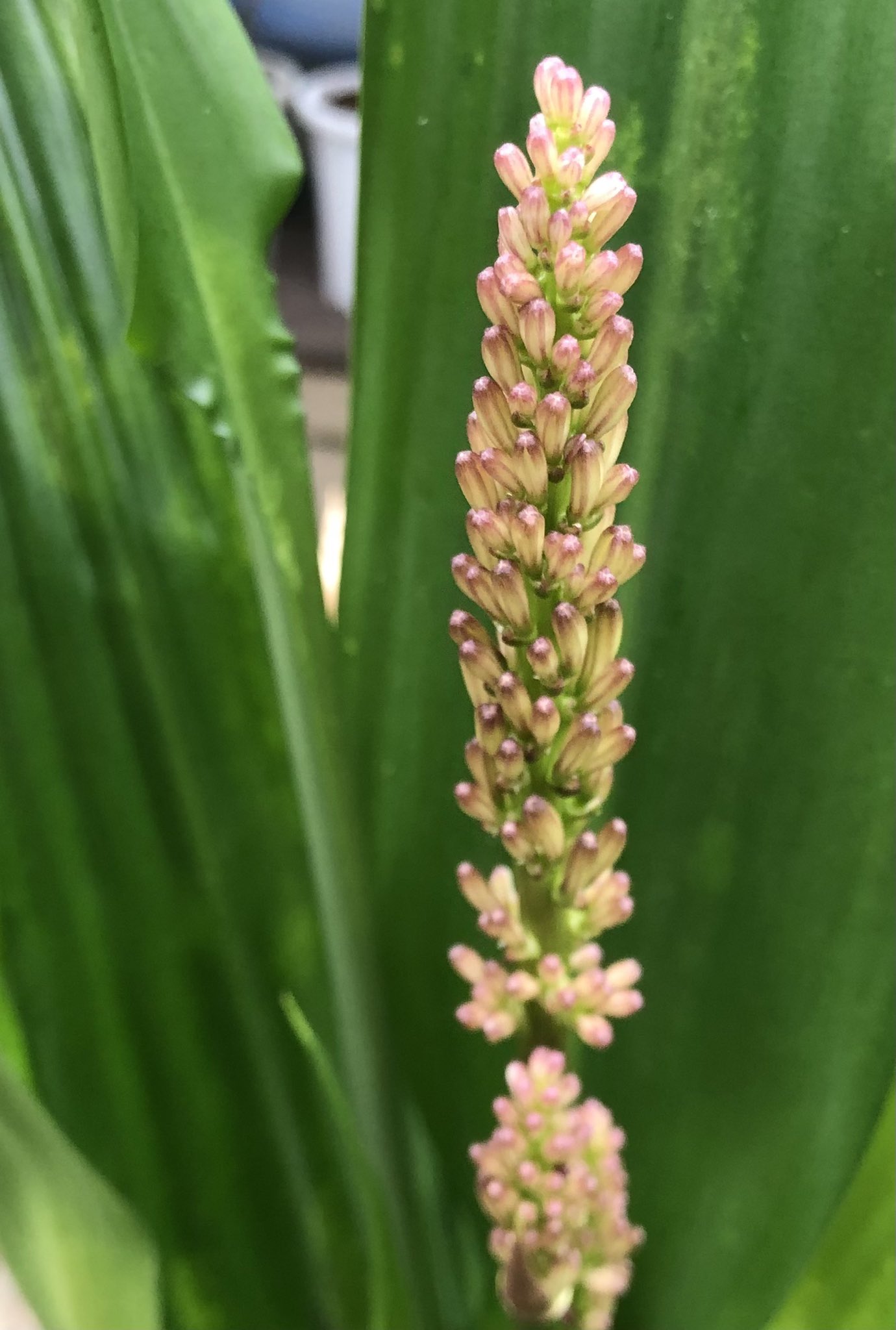 Eastgarden ドラセナ タリオイデスに花芽 が上がっていました こんな容姿をしてますが れっきとしたドラセナの仲間 まだ流通の少ない珍しいドラセナの品種です そんな珍しいこのコのお花 もあまり見る機会がないかもしれませんネ ドラセナ