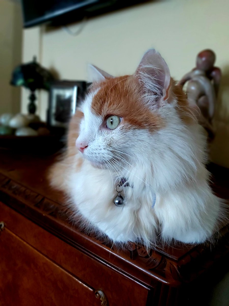 Lord Bertie wishes you happy Sundays.