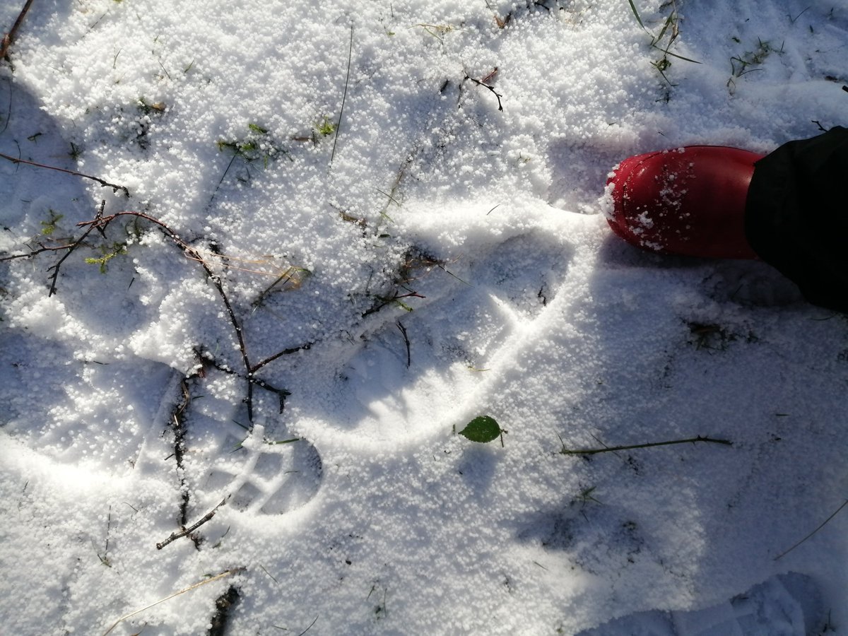 For a slowly meandering, tree-hugging, nature wanderer like me this is the best time of the year, because I can finally tell where the rest of the family has gone. #naturewalk #outdoorslife #ruralife #scottishhighlands