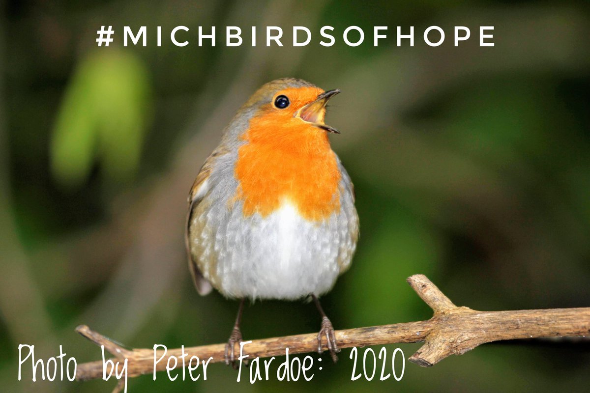 CarolDutton20's tweet photo. @TheStudioWidnes @HaltonMore Our friendly garden visitor "Bobbi" https://t.co/m1TtaZl5AO