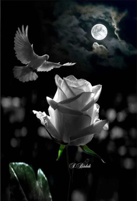 marynated's tweet photo. Una rosa blanca. Para el amor de tu vida que ahora esta en el cielo tu  hermosa madre.   @LaloYanezLue  Una cancion para recordarte Que su  presencia se marcho l,  pero su esencia por siempre estara en tu alma. #AquiEstoy https://t.co/0RJXK08SZ5 https://t.co/ZiHpA0BqKH