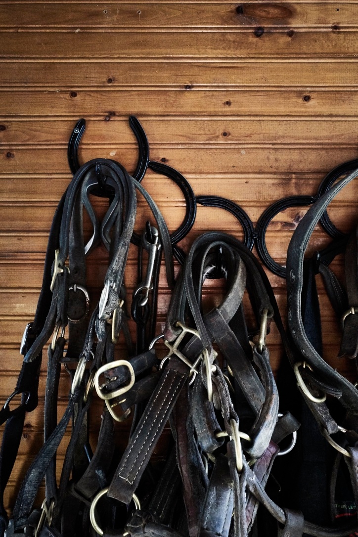 LongRunTB's tweet photo. Another tack room decor tip:

Making good use of old horse shoes with this "halter holder" 😉

📸 by @maya_visnyei

#ottb #retiredracehorses #thoroughbreds #tackroom #horses #animals #halters https://t.co/2kKmhcFInv