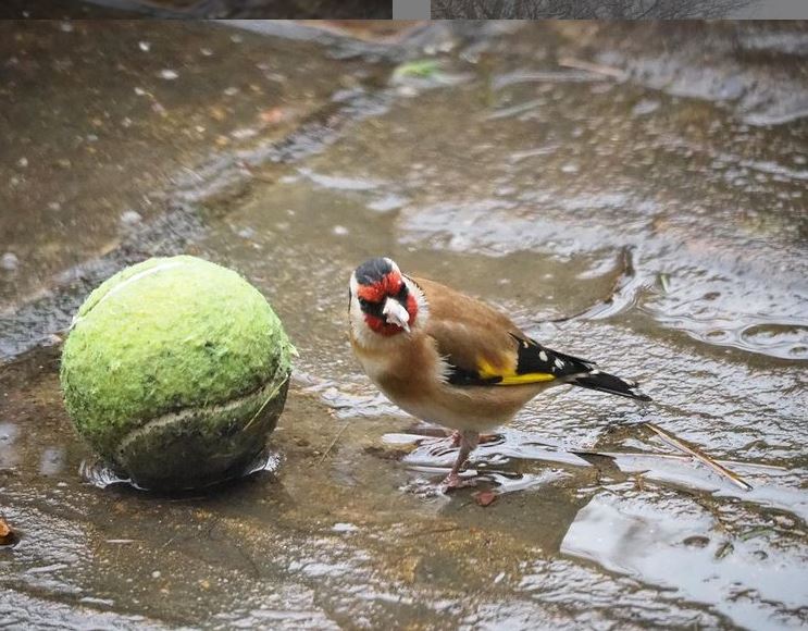 EssexWildlife's tweet photo. Anyone for tennis? 🎾
📸 julia_p_60 via Instagram https://t.co/azZXNfwgEV