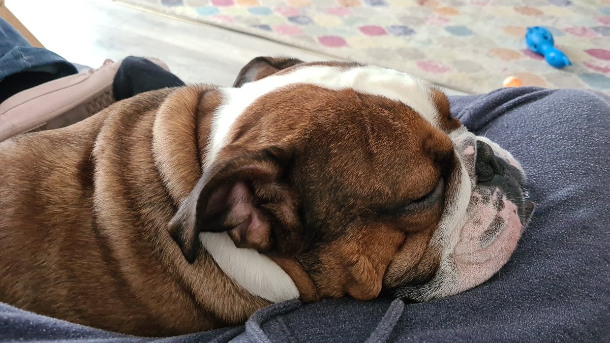 RoccotheBulldo1's tweet photo. Morning fur pals! It's 🌨 in the UK. Dad asked if I wanted to go out and play in the snow -  "nah, I'm far too comfy here" 😁 #bulldogs #warmandcosy #lazysunday https://t.co/eO7fmTX5md