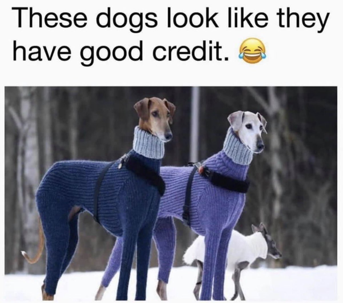 #ExcellentCredit 🤣🤣🤣🤣