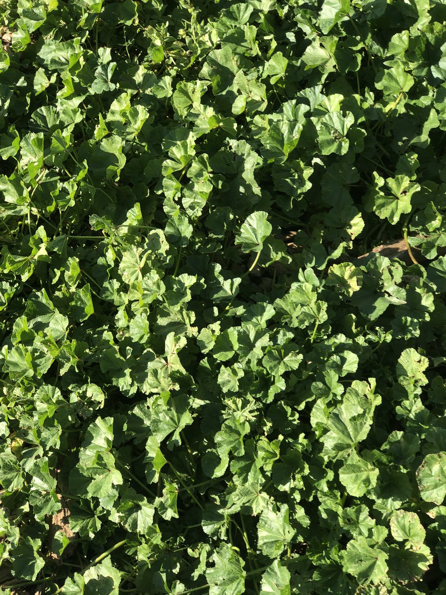 _stopwhispering's tweet image. Verde que te quiero verde #modiin