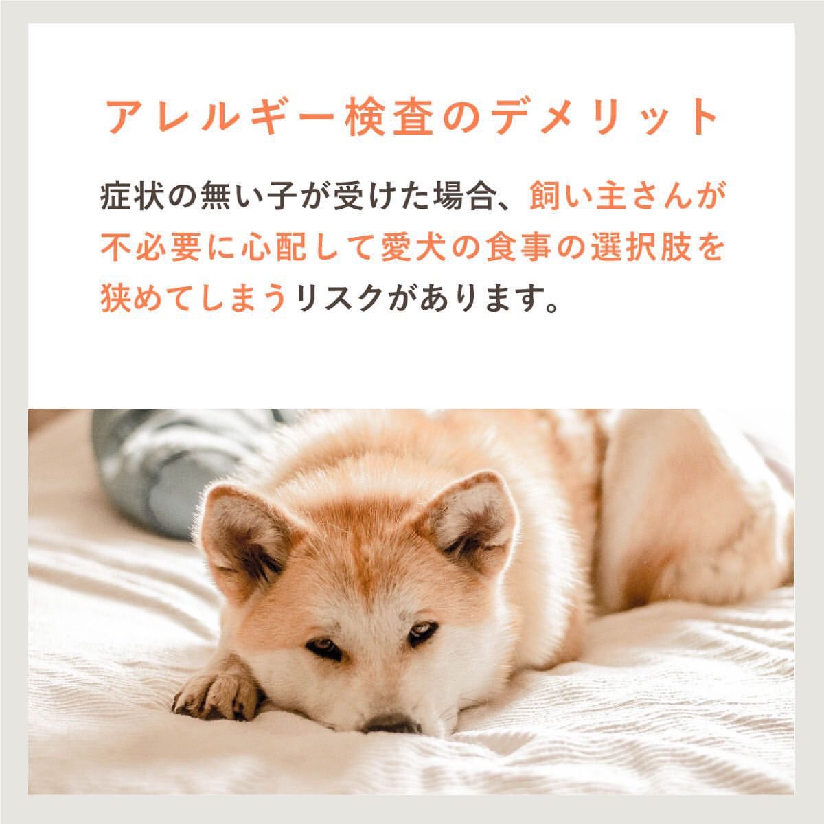 ペットのことならペトコト Petokoto 公式 犬のアレルギーとフード選び 1 アレルギー検査の意味 2 アレルギー検査のデメリット 3 ドッグフードの選び方 4 食物アレルギーの症状 5 アレルギーが気になる場合のドッグフード選び T Co ペットのことならペトコト Petokoto 公式 犬のアレルギーとフード選び 1 アレルギー検査の意味 2 アレルギー検査のデメリット 3 ドッグフードの選び方 4 食物アレルギーの症状 5 アレルギーが気になる場合のドッグフード選び T Co