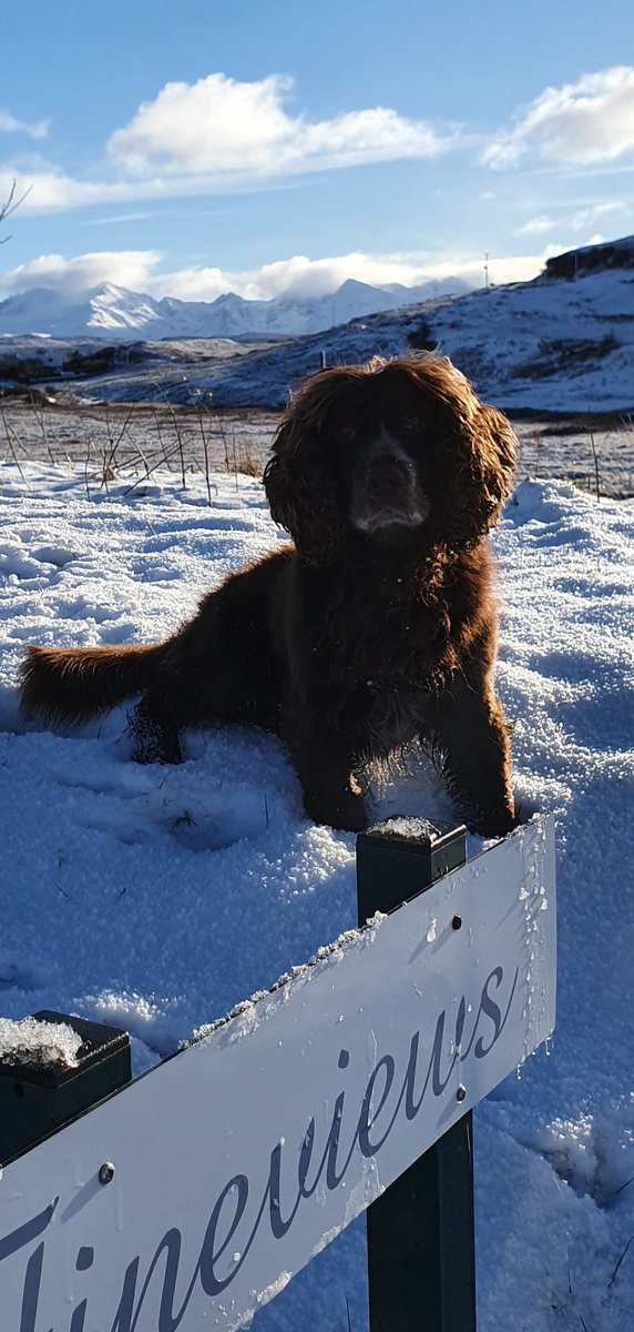 fifer777's tweet image. Last day of #lockdownleave so a wander in the snow... don't know if I will find it so much fun if its still there tomorrow 🤔