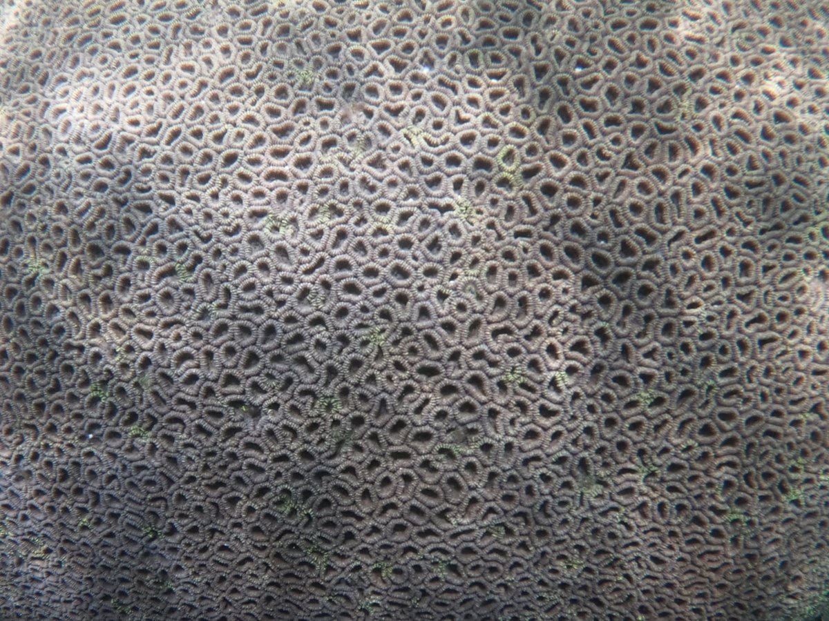 husendidi's tweet photo. Nature Art #Coralbeauty 

#fulhadhoo #Maldives #BaaAtoll https://t.co/kRaAjp7usZ