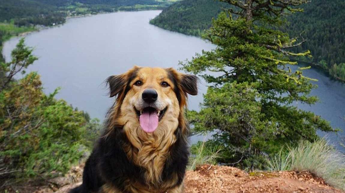 DYK there are many furry friends who have pivotal operational roles within #Kamloops' tourism industry? Get the inside scoop from some of these K-9's and learn about their daily tasks.

Learn More: bit.ly/3pRKO8x

📷 : <a href="/HikeKamloops/">Hike Kamloops</a>
🐶 : Justyna
#staylocal