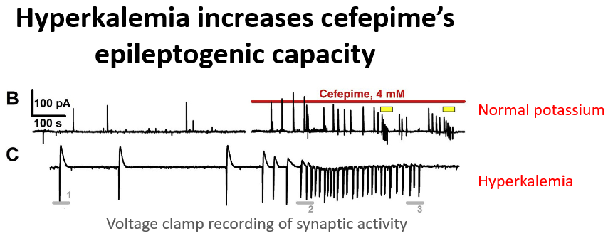 13/This experiment in rat brain slices simulated a "renal" milieu by using a hyperkalemic medium around neurons.Exposure to higher potassium levels significantly increased the ability of cefepime to induce epileptiform discharges. https://pubmed.ncbi.nlm.nih.gov/29625107/ 