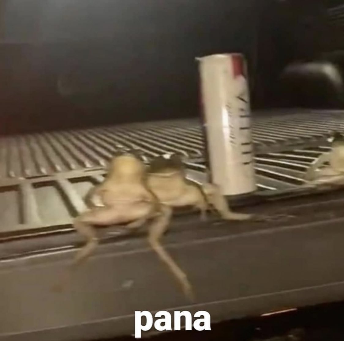 seamos panas