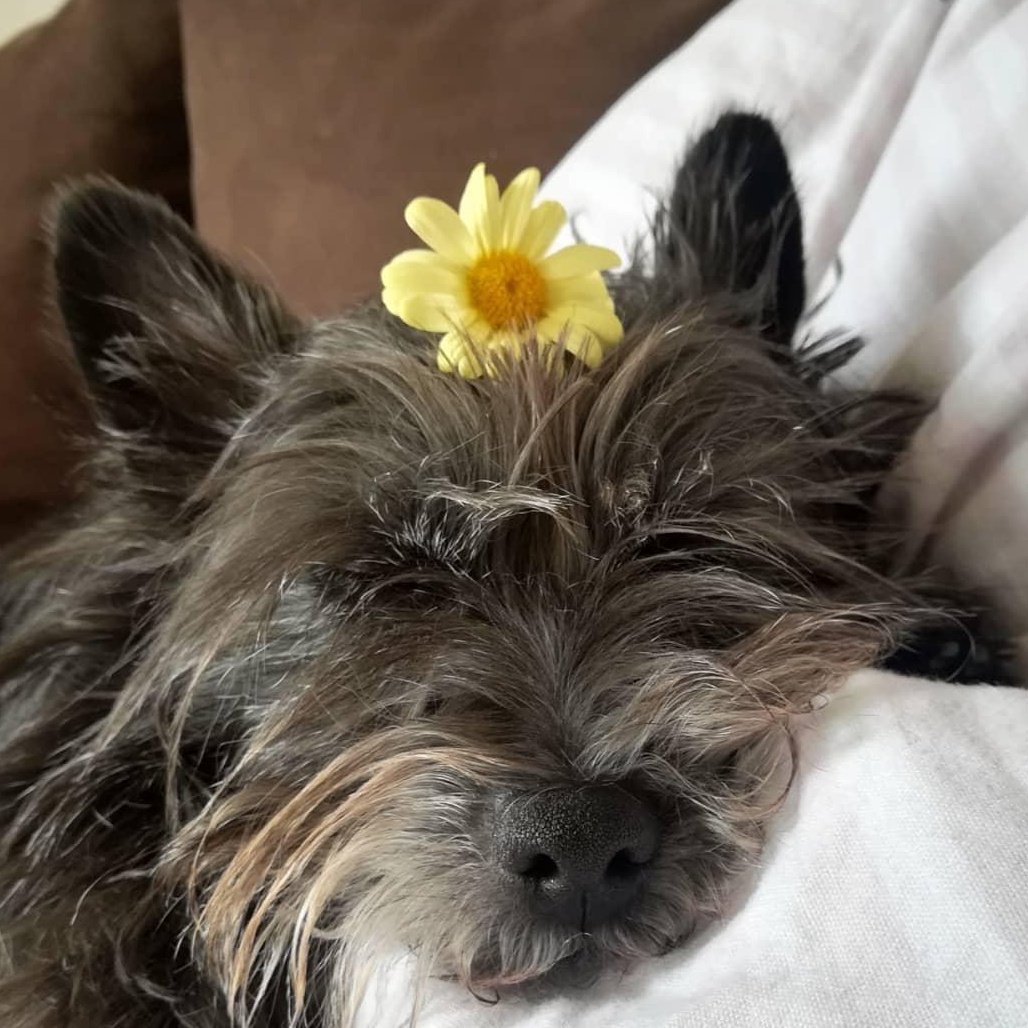 mdlzmr's tweet photo. Oft lese ich, dass schwarze Tiere im Tierheim seltener vermittelt werden. Viele Leute glauben, sie bringen Unglück, sind bedrohlich oder die Tiere sind ihnen zu unfotogen. Kann ich übrigens alles nicht bestätigen!
#My5Tweets #TreuUndHerzlich https://t.co/OPZsDfKA3t
