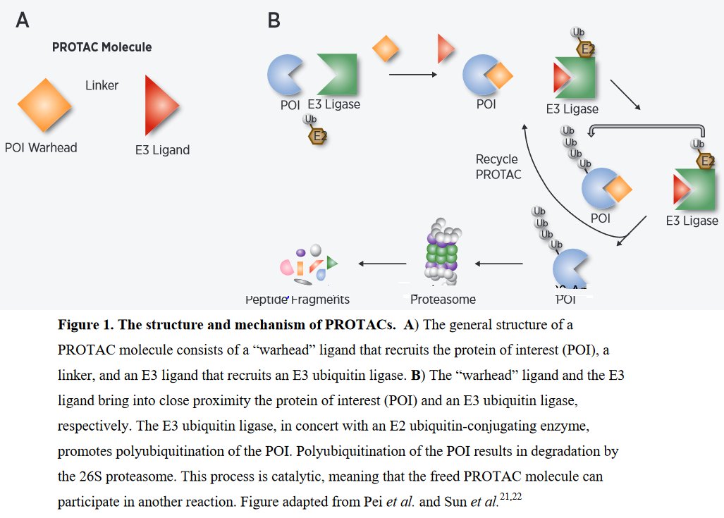 on STAT3 druggabilityTargeting STAT3 with proteolysis targeting chimeras (PROTACs) and next generation antisense oligonucleotides (ASOs) https://mct.aacrjournals.org/content/early/2021/01/21/1535-7163.MCT-20-0599