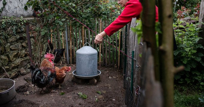 French Roosters Now Crow With the Law Behind Them Photo 