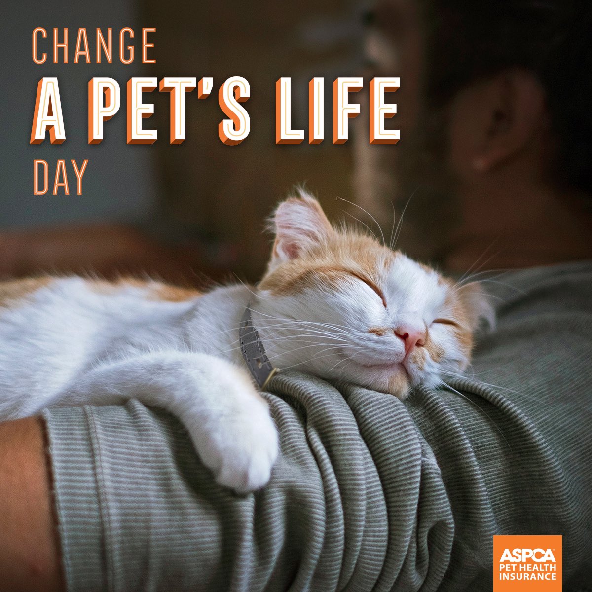 Aspca Pet Insurance Aspcapetins Twitter