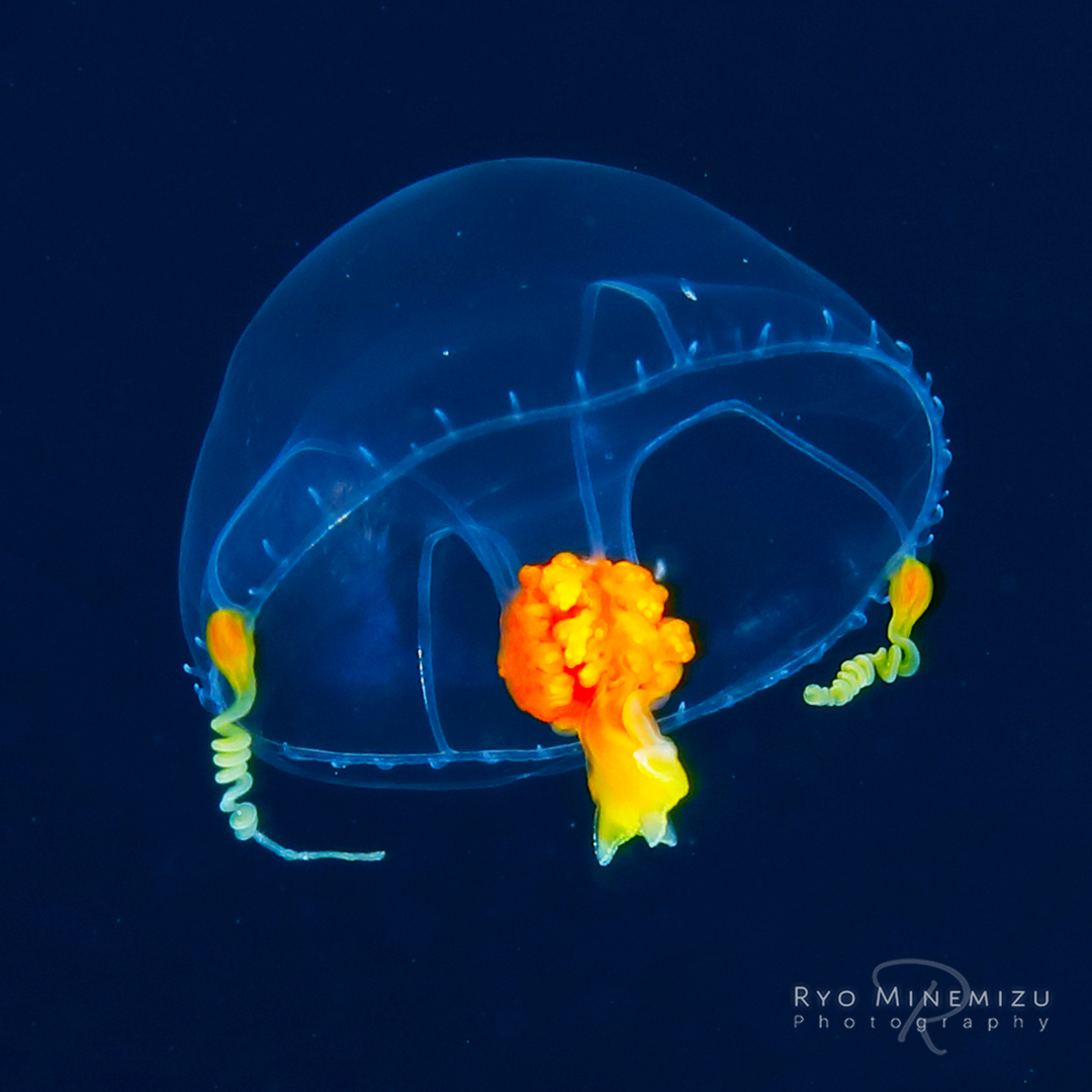 Ryo Minemizu 毎年冬に現れる エボシクラゲ科 のおそらく Stomotoca 属かその近縁と思われる傘径１０ｍｍ前後のクラゲ 個体数も少なくない 長い2本の触手と口と生殖巣だけが鮮やかな黄色で水中でもよく目立つ 未記載種っぽい クラゲ 謎クラゲ