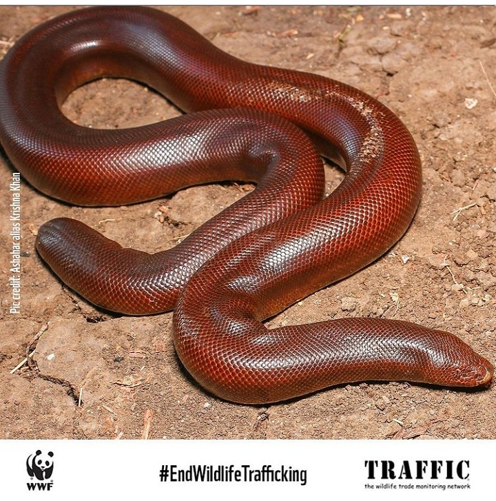 Red Sand Boa or the Indian Sand Boa is a non-venomous snake that is reddish-brown in colour. Its blunt tail almost resembles its wedge-shaped head & is hence called the double-headed snake. #snake #reptile #wildlife #redsandboa #sandboa #wwfgujarat #conservation #wwf #wwfindia