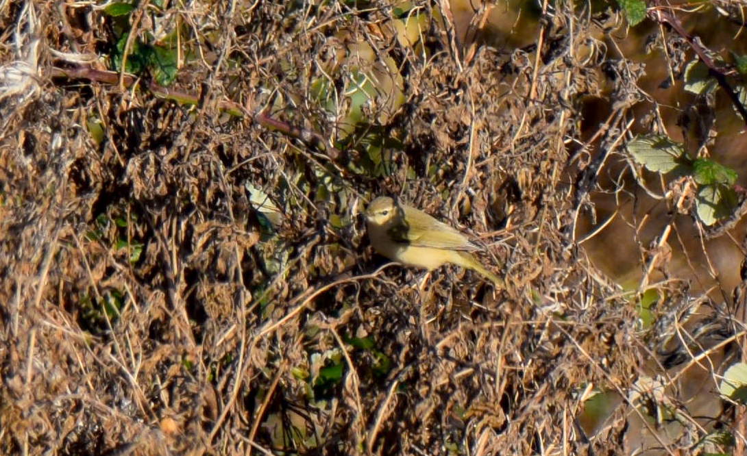 msampsonaha's tweet photo. Warbler ID help please, at @RSPBExeEstuary Matford Marsh. Likely a chiffchaff, though the eye stripe looks really quite prominent and possibly picking out pinky legs, which says more willow warbler to me, but in January? @BBCSpringwatch #Winterwatch https://t.co/SP8ORyNNqa