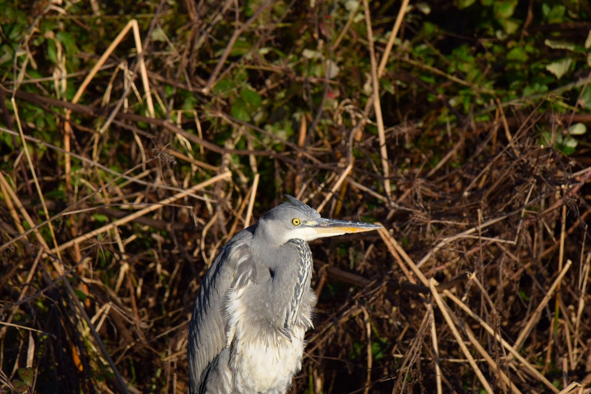 msampsonaha's tweet photo. Beautiful grey heron along @ExeterCanal - look at that yellow eye! Completely unnoticed from the bike lane, just above it. @BBCSpringwatch @DevonWildlife @RSPBExeEstuary #Winterwatch #WinterWatchlist https://t.co/THvFf44HBi